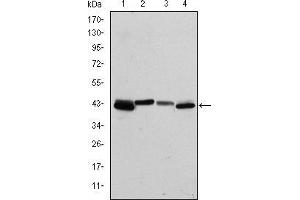 Western blot analysis using KRT19 mouse mAb against T47D (1), MCF-7 (2), HepG2 (3) and SW620 (4) cell lysate. (Cytokeratin 19 抗体)