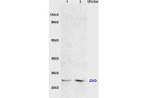L1 mouse liver lysates, L2 mouse brain lysates probed with Anti FADD Polyclonal Antibody, Unconjugated (ABIN669471) at 1:200 in 4 °C. (FADD 抗体  (AA 1-80))