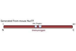 Image no. 1 for anti-Nuclear Receptor Subfamily 4, Group A, Member 1 (NR4A1) antibody (ABIN967395) (NR4A1 抗体)