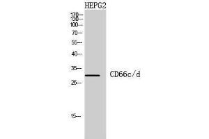 Western Blotting (WB) image for anti-Carcinoembryonic Antigen-Related Cell Adhesion Molecule 3/6 (CEACAM3/6) (Internal Region) antibody (ABIN3181438)