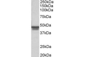 ABIN185730 (0. (GFAP 抗体  (C-Term))