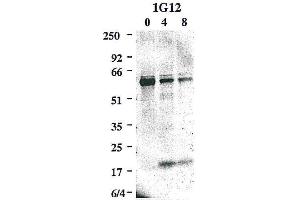 Western blot using anti-Caspase-8 (mouse), mAb (1G12)  detecting the cleaved active p20 subunit of mouse caspase-8 in addition to the caspase-8 precursor, upon an apoptotic stimulus e. (Caspase 8 抗体)