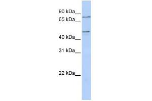 WB Suggested Anti-ZNF491 Antibody Titration:  0. (ZNF491 抗体  (N-Term))