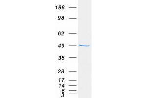 Western Blotting (WB) image for Proteasome (Prosome, Macropain) 26S Subunit, ATPase, 4 (PSMC4) (Transcript Variant 1) protein (Myc-DYKDDDDK Tag) (ABIN2729969)