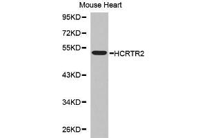 Western Blotting (WB) image for anti-Hypocretin (Orexin) Receptor 2 (HCRTR2) (AA 380-444) antibody (ABIN3017279) (HCRTR2 抗体  (AA 380-444))