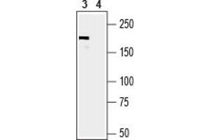 Western blot analysis of mouse lung lysate:3. (Periaxin 抗体  (Intracellular))