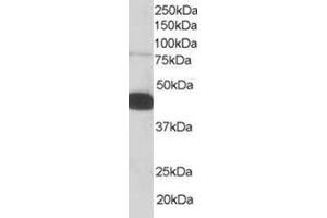 Image no. 1 for anti-Pleckstrin (PLEK) (C-Term) antibody (ABIN374378) (Pleckstrin 抗体  (C-Term))
