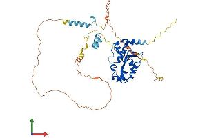 AlphaFold protein structure predicition of Mouse Recombinant Rexo4 Protein, UniprotID Q6PAQ4