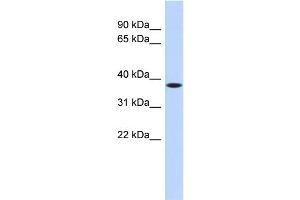 WB Suggested Anti-C22orf30 Antibody Titration: 0. (C22ORF30 抗体  (Middle Region))