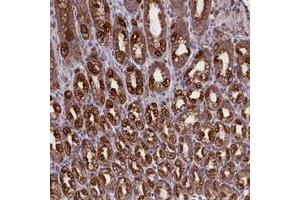 Immunohistochemical staining of human stomach with PTPRU polyclonal antibody  shows strong cytoplasmic positivity in glandular cells at 1:200-1:500 dilution. (PTPRU 抗体)
