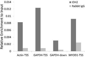 Chromatin immunoprecipitation of extracts of 293T cell line, using IDH2 antibody (ABIN6129277, ABIN6142146, ABIN6142147 and ABIN6223011) and rabbit IgG. (IDH2 抗体  (AA 193-452))