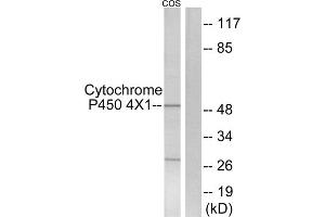 Western blot analysis of extracts from COS7 cells, using CYP4X1 antibody. (CYP4X1 抗体  (Internal Region))
