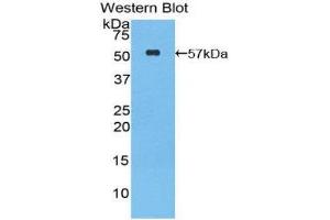 Western Blotting (WB) image for anti-Granzyme M (Lymphocyte Met-Ase 1) (GZMM) (AA 31-257) antibody (ABIN1859112) (GZMM 抗体  (AA 31-257))
