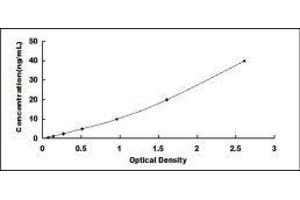 ELISA image for Collagen, Type III, alpha 1 (COL3A1) ELISA Kit (ABIN415201)