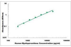 Representative Standard Curve (Myeloperoxidase ELISA 试剂盒)