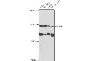 Western blot analysis of extracts of various cell lines, using SF3B1 antibody (ABIN7270542) at 1:1000 dilution. (SF3B1 抗体)