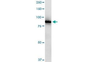 RASGRP2 MaxPab rabbit polyclonal antibody. (RASGRP2 抗体  (AA 1-671))
