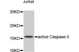 Western blot analysis of extracts of Jurkat cells, using CASP3 antibody (ABIN4903137). (Caspase 3 抗体)