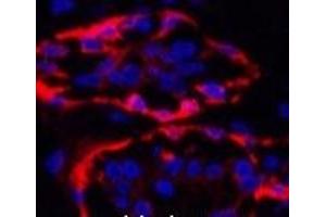 Immunofluorescence analysis of Human breast tissue using CK-17 Monoclonal Antibody at dilution of 1:200.
