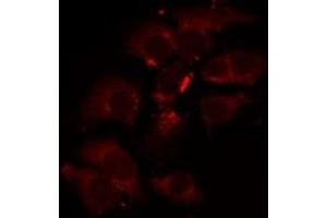 ABIN6275431 staining A549 by IF/ICC. (PDHA1 抗体  (C-Term))