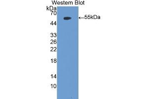 Detection of Recombinant MPO, Mouse using Polyclonal Antibody to Myeloperoxidase (MPO) (Myeloperoxidase 抗体  (AA 253-718))