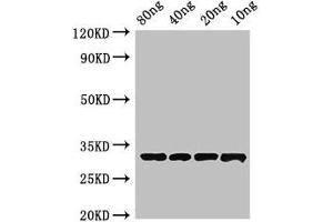 Western Blot Positive WB detected in Recombinant protein All lanes: Beta-lactamase inhibitory protein antibody at 4 μg/mL Secondary Goat polyclonal to rabbit IgG at 1/50000 dilution Predicted band size: 33 kDa Observed band size: 33 kDa (Beta-Lactamase inhibitors 抗体  (AA 37-201))