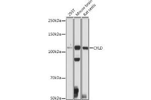 Western blot analysis of extracts of various cell lines, using CYLD antibody (ABIN1679467, ABIN3018138, ABIN3018139 and ABIN6220378) at 1:500 dilution. (CYLD 抗体  (AA 654-953))