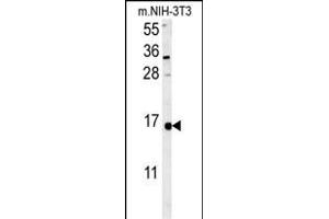 LSM4 Antibody (Center) (ABIN652017 and ABIN2840498) western blot analysis in mouse NIH-3T3 cell line lysates (35 μg/lane). (LSM4 抗体  (AA 47-74))