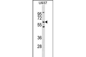 Mouse Ryk Antibody (Center) (ABIN1538306 and ABIN2849421) western blot analysis in  cell line lysates (35 μg/lane). (RYK 抗体  (AA 321-348))