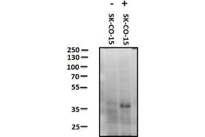 Western Blot of Rabbit anti-JAM A pY280 antibody. (F11R 抗体  (pTyr280))