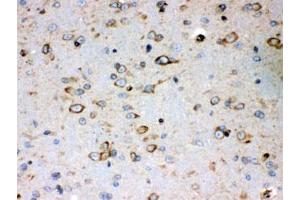 IHC testing of FFPE mouse brain with Peroxiredoxin 4 antibody. (Peroxiredoxin 4 抗体)