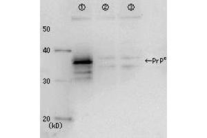 Western Blotting (WB) image for anti-Prion Protein (PRNP) antibody (ABIN2452080) (PRNP 抗体)