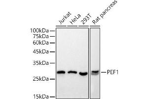 Western blot analysis of extracts of various cell lines, using PEF1 antibody (ABIN7269202) at 1:500 dilution. (PEF1 抗体)