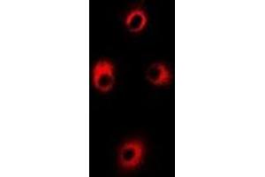 Immunofluorescent analysis of ALAS-H staining in Hela cells. (ALAS1 抗体)