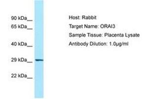 Image no. 1 for anti-ORAI Calcium Release-Activated Calcium Modulator 3 (ORAI3) (N-Term) antibody (ABIN6749985) (ORAI3 抗体  (N-Term))