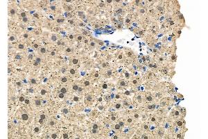 ABIN6263495 and ABIN6278938 at 1/100 staining Mouse liver tissue by IHC-P. (MYST3 抗体  (N-Term))
