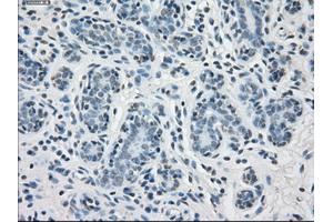 Immunohistochemical staining of paraffin-embedded breast tissue using anti-PPP5C mouse monoclonal antibody. (PP5 抗体)
