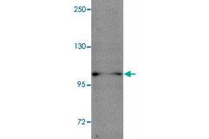 Western blot analysis of NLRP11 in HeLa cell lysate with NLRP11 polyclonal antibody  at 1 ug/mL. (NLRP11 抗体  (C-Term))
