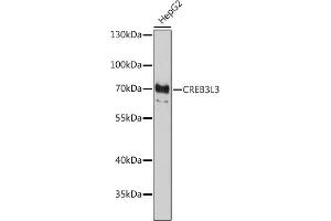 Western blot analysis of extracts of HepG2 cells, using CREB3L3 antibody (ABIN7266055) at 1:1000 dilution. (CREB3L3 抗体  (AA 371-460))