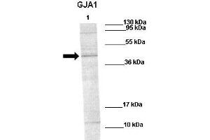 WB Suggested Anti-GJA1 Antibody    Positive Control:  Lane1: 60ug rat stiatum  Primary Antibody Dilution :   1:1000  Secondary Antibody :   Goat anti-rabbit-IRDye800  Secondry Antibody Dilution :   1:10,000  Submitted by:  Ruben van Vugt, The Nijmegen Centre for Molecular Life Sciences (NCMLS) (Connexin 43/GJA1 抗体  (N-Term))