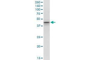 POU5F1 monoclonal antibody (M01), clone 1D2. (OCT4 抗体  (AA 81-164))