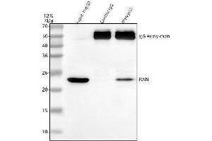 Immunoprecipitating Ran in HepG2 whole cell lysate. (RAN 抗体  (AA 2-216))
