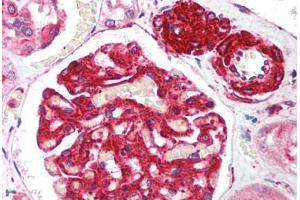 Human Kidney (formalin-fixed, paraffin-embedded) stained with RIF1 antibody ABIN214034 at 5 ug/ml followed by biotinylated goat anti-rabbit IgG secondary antibody ABIN481713, alkaline phosphatase-streptavidin and chromogen. (RIF1 抗体  (AA 2406-2419))
