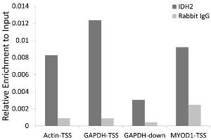 Chromatin immunoprecipitation of extracts of 293T cell line, using IDH2 antibody (ABIN5974324) and rabbit IgG. (IDH2 抗体)