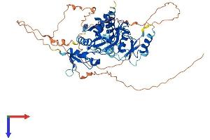 TTLL2 Protein (AA 1-592) (His tag)