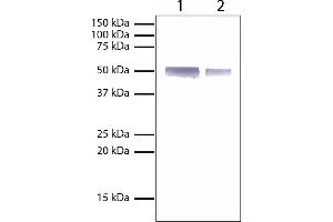Lane 1 - 1 mg Rabbit IgGLane 2 - 0. (兔 IgG 同型对照)