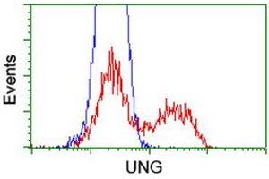 Image no. 5 for anti-Uracil-DNA Glycosylase (UNG) antibody (ABIN1501677) (UNG 抗体)