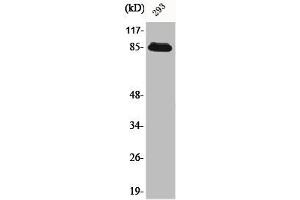 Western Blot analysis of 293 cells using ADAM32 Polyclonal Antibody (ADAM32 抗体  (Internal Region))