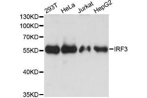 IRF3 抗体  (AA 1-260)