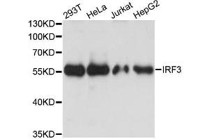 Western blot analysis of extracts of various cell lines, using IRF3 antibody. (IRF3 抗体  (AA 1-260))